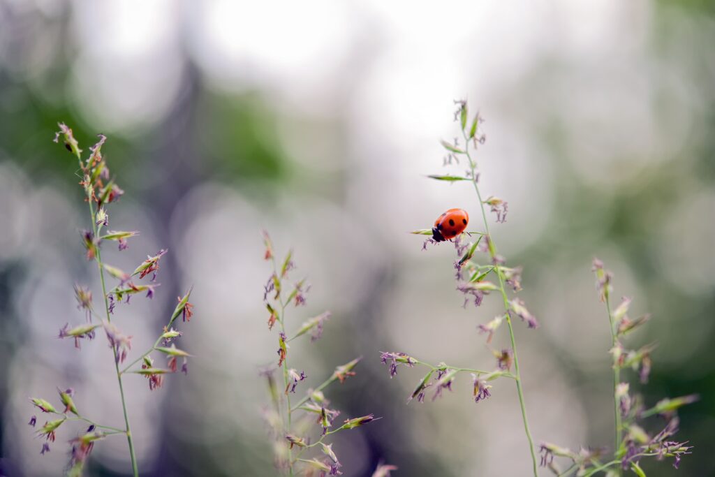 coccinelle sur une brindille d'herbe